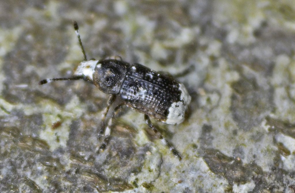 Forse curculionide? No, Anthribidae - Platystomos albinus
